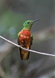 Chestnut-breasted Coronet